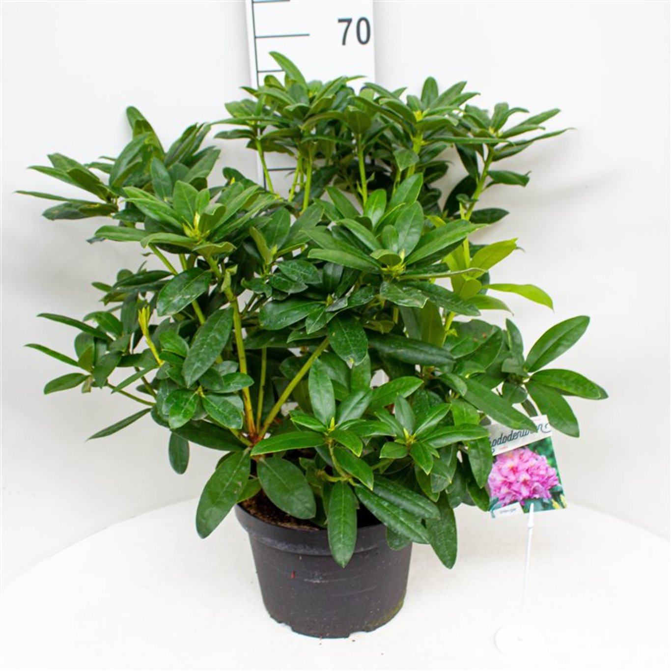 Rhododendron – Rhododendron 'Delta' - C10 50-60 CM